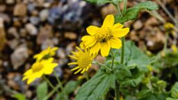 Beautiful Yellow Lanceleaf Arnica Flower Close Up Shot