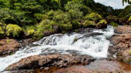 Small Waterfall on a River Flowing Through a Lush Green Forest