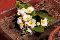 White Primrose Flowers in a Flower Pot